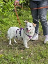 DAFI, Hund, Mischlingshund in Polen - Bild 5