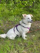 DAFI, Hund, Mischlingshund in Polen - Bild 6