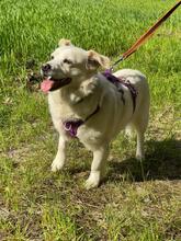 DAFI, Hund, Mischlingshund in Polen - Bild 8