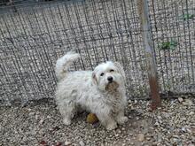 ELLIE, Hund, Mischlingshund in Rumänien - Bild 3