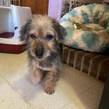 ESTRELLA, Hund, Mischlingshund in Spanien - Bild 1