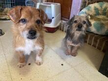 ESTRELLA, Hund, Mischlingshund in Spanien - Bild 2