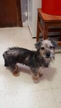 ESTRELLA, Hund, Mischlingshund in Spanien - Bild 3