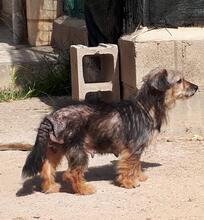 ESTRELLA, Hund, Mischlingshund in Spanien - Bild 4