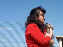 ESTRELLA, Hund, Mischlingshund in Spanien - Bild 5