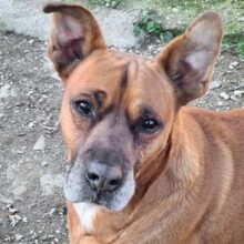 BARELLI, Hund, Boxer-Mix in Spanien - Bild 1
