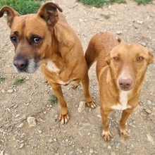 BARELLI, Hund, Boxer-Mix in Spanien - Bild 2