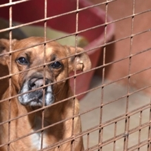 BARELLI, Hund, Boxer-Mix in Spanien - Bild 3