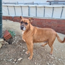 BARELLI, Hund, Boxer-Mix in Spanien - Bild 4