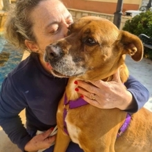 BARELLI, Hund, Boxer-Mix in Spanien - Bild 5