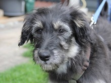 IVY, Hund, Mischlingshund in Friedrichshafen - Bild 1