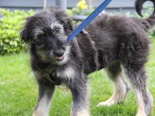 IVY, Hund, Mischlingshund in Friedrichshafen - Bild 2