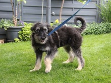 IVY, Hund, Mischlingshund in Friedrichshafen - Bild 3