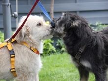 IVY, Hund, Mischlingshund in Friedrichshafen - Bild 4