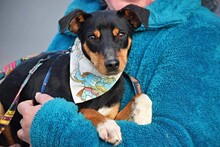 TOBI, Hund, Mischlingshund in Emmendingen - Bild 2