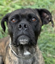 YOUMA, Hund, Cane Corso in Italien - Bild 1