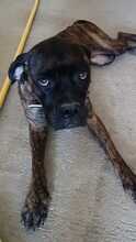 YOUMA, Hund, Cane Corso in Italien - Bild 3
