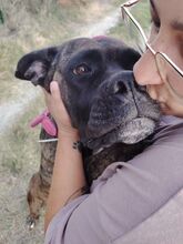 YOUMA, Hund, Cane Corso in Italien - Bild 4