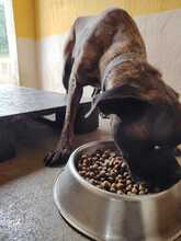 YOUMA, Hund, Cane Corso in Italien - Bild 5