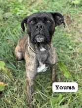 YOUMA, Hund, Cane Corso in Italien - Bild 7