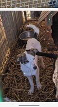 MAIA, Hund, Mischlingshund in Sexau - Bild 1
