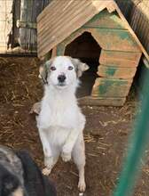 MAIA, Hund, Mischlingshund in Sexau - Bild 2