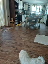 MAIA, Hund, Mischlingshund in Sexau - Bild 3