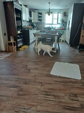 MAIA, Hund, Mischlingshund in Sexau - Bild 5