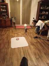 MAIA, Hund, Mischlingshund in Sexau - Bild 7
