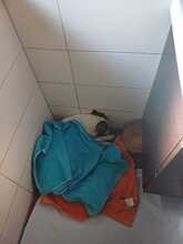 MAIA, Hund, Mischlingshund in Sexau - Bild 8