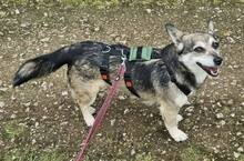 SHELLIE, Hund, Mischlingshund in Euskirchen - Bild 1