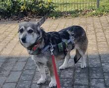 SHELLIE, Hund, Mischlingshund in Euskirchen - Bild 2