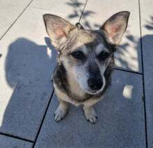 SHELLIE, Hund, Mischlingshund in Euskirchen - Bild 3