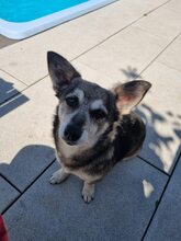 SHELLIE, Hund, Mischlingshund in Euskirchen - Bild 4
