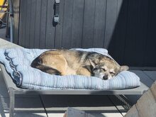 SHELLIE, Hund, Mischlingshund in Euskirchen - Bild 6
