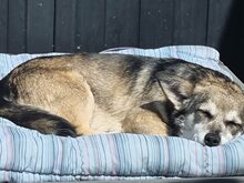 SHELLIE, Hund, Mischlingshund in Euskirchen - Bild 8