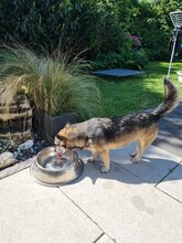 SHELLIE, Hund, Mischlingshund in Euskirchen - Bild 9