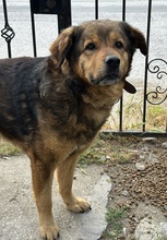 FRIEDER, Hund, Mischlingshund in Griechenland - Bild 2