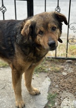 FRIEDER, Hund, Mischlingshund in Griechenland - Bild 3