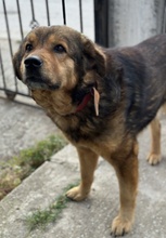 FRIEDER, Hund, Mischlingshund in Griechenland - Bild 4