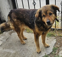 FRIEDER, Hund, Mischlingshund in Griechenland - Bild 8