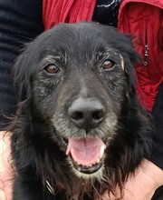 PEPE, Hund, Irish Setter-Mix in Italien - Bild 1