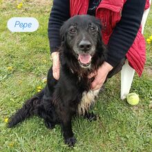 PEPE, Hund, Irish Setter-Mix in Italien - Bild 2