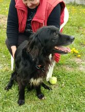 PEPE, Hund, Irish Setter-Mix in Italien - Bild 3