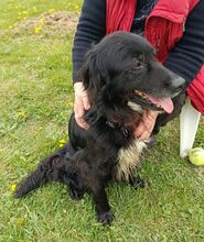 PEPE, Hund, Irish Setter-Mix in Italien - Bild 4