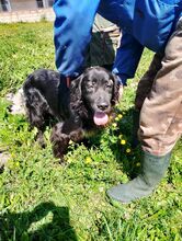 PEPE, Hund, Irish Setter-Mix in Italien - Bild 5