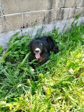 PEPE, Hund, Irish Setter-Mix in Italien - Bild 6