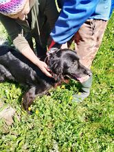 PEPE, Hund, Irish Setter-Mix in Italien - Bild 7