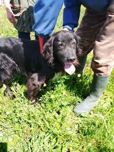 PEPE, Hund, Irish Setter-Mix in Italien - Bild 8