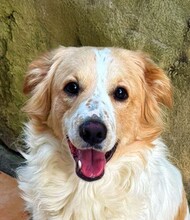 MARCELLINO, Hund, Mischlingshund in Italien - Bild 1